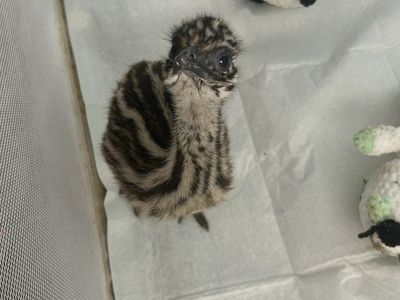 Baby Emu