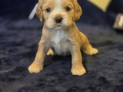 AKC Cocker Spaniel puppies