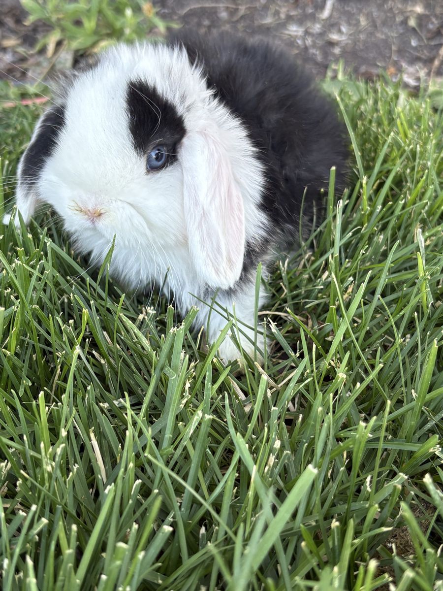 Adorable Holland Lop Boy - Black & White, Blue Eyes, Soft Fur