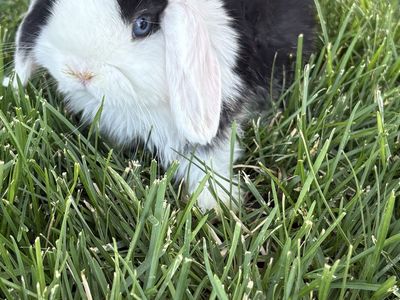 Adorable Holland Lop Boy - Black & White, Blue Eyes, Soft Fur