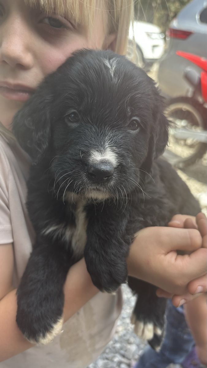 Golden Mountain Dog puppies ready for homes 
