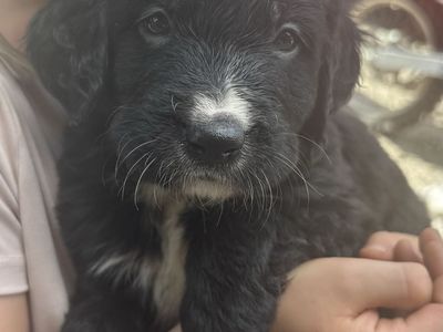 Golden Mountain Dog puppies ready for homes