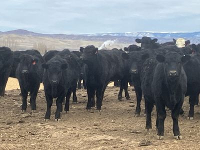 Cattle Feeding