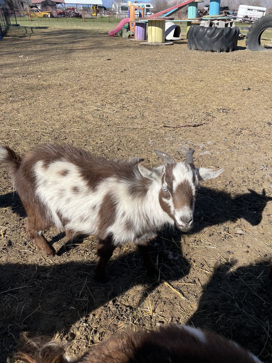 Nigerian Dwarf Whether