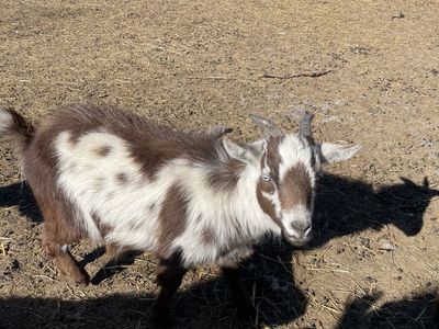 Nigerian Dwarf Whether