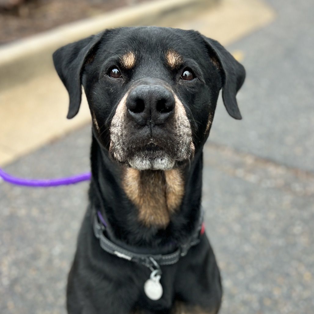 Hello my name is Ranger