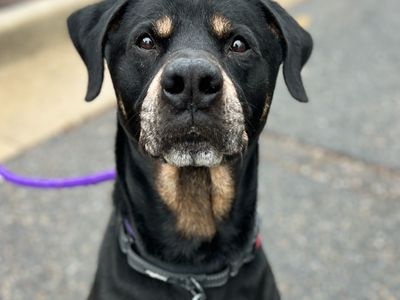 Hello my name is Ranger