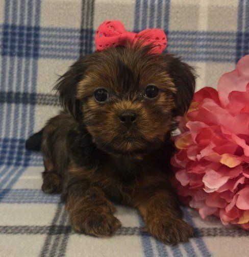 Adorable Shorkie Puppies