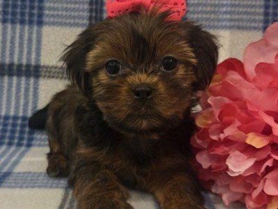 Adorable Shorkie Puppies