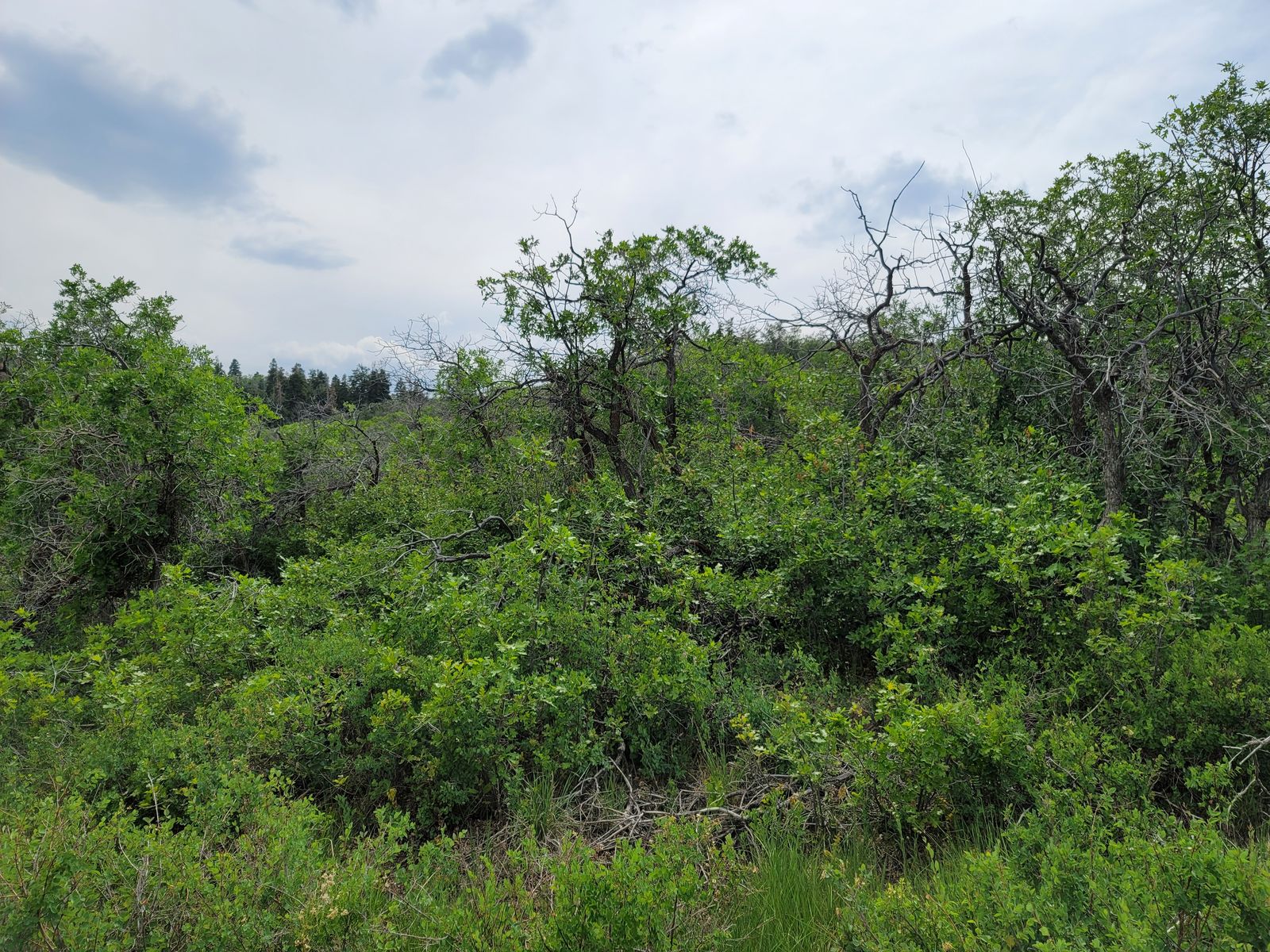 Main image 5