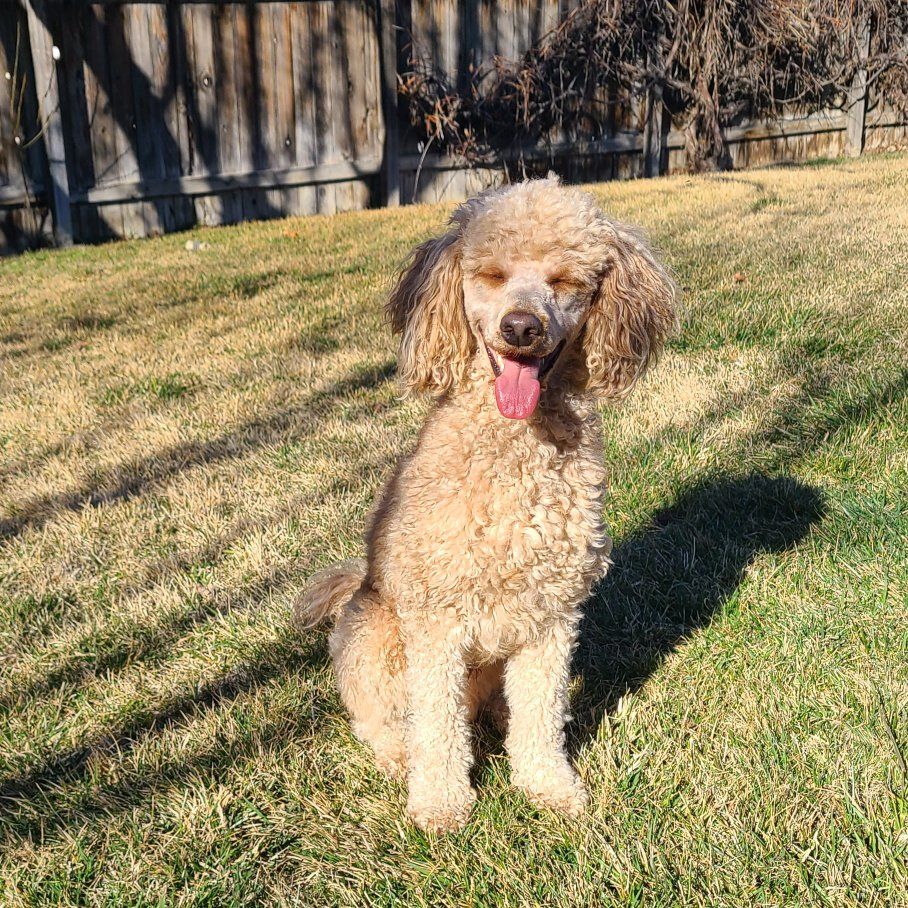 AKC *Clear* Mini Poodle