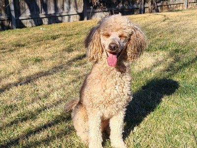 AKC *Clear* Mini Poodle