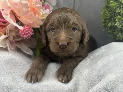 Mini Multigenerational Bernedoodle puppies
