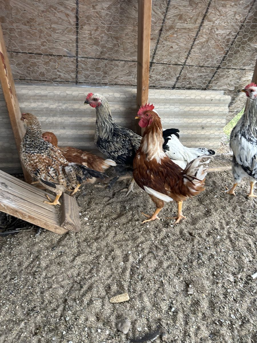 Chicken roosters for sale
