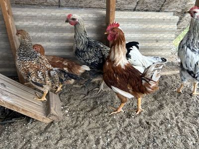 Chicken roosters for sale