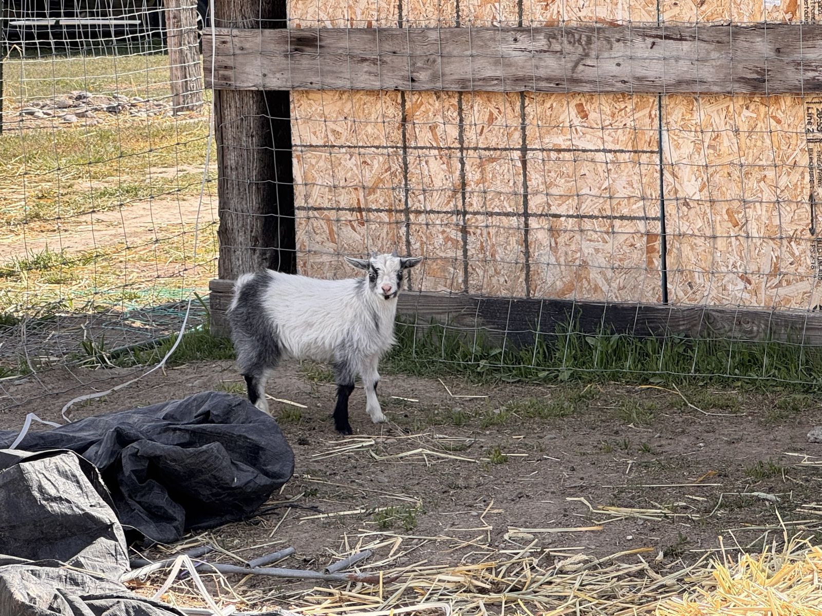 Nigerian Dwarf Goats