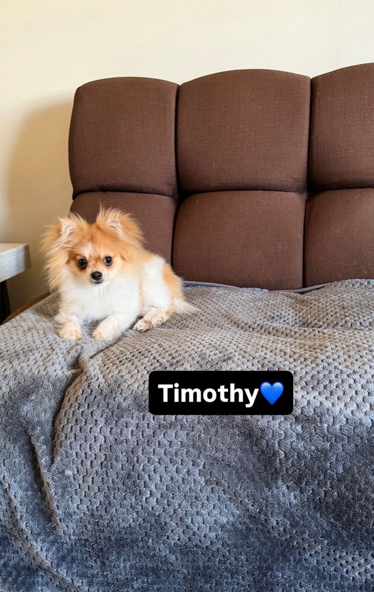 MOST BEAUTIFUL  FLUFFY POMERANIAN puppies BEST PRICE.