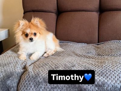 MOST BEAUTIFUL FLUFFY POMERANIAN puppies BEST PRICE.