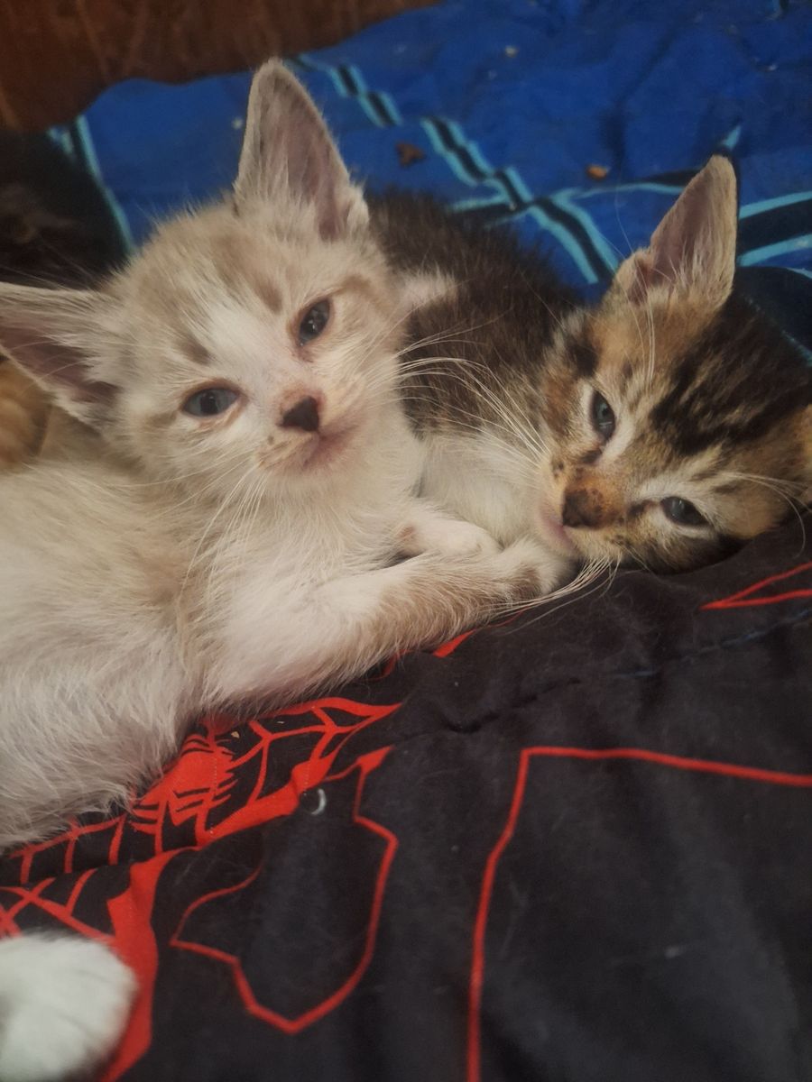 These Beautiful Rescue Kittens Available To Adopt Today!