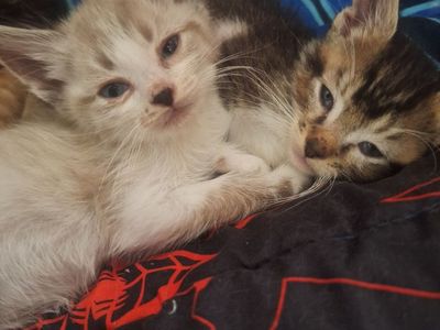 These Beautiful Rescue Kittens Available To Adopt Today!
