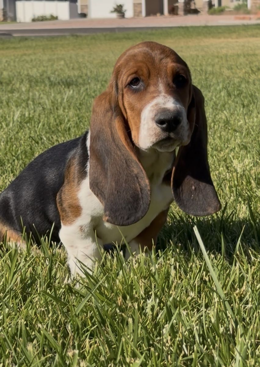 Sweet Boy Basset Hound ready to go to his forever home!