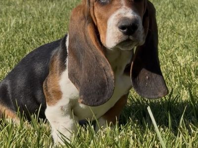 Sweet Boy Basset Hound ready to go to his forever home!