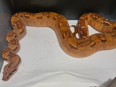 Ready to breed Flamingo Aztec het VPI female