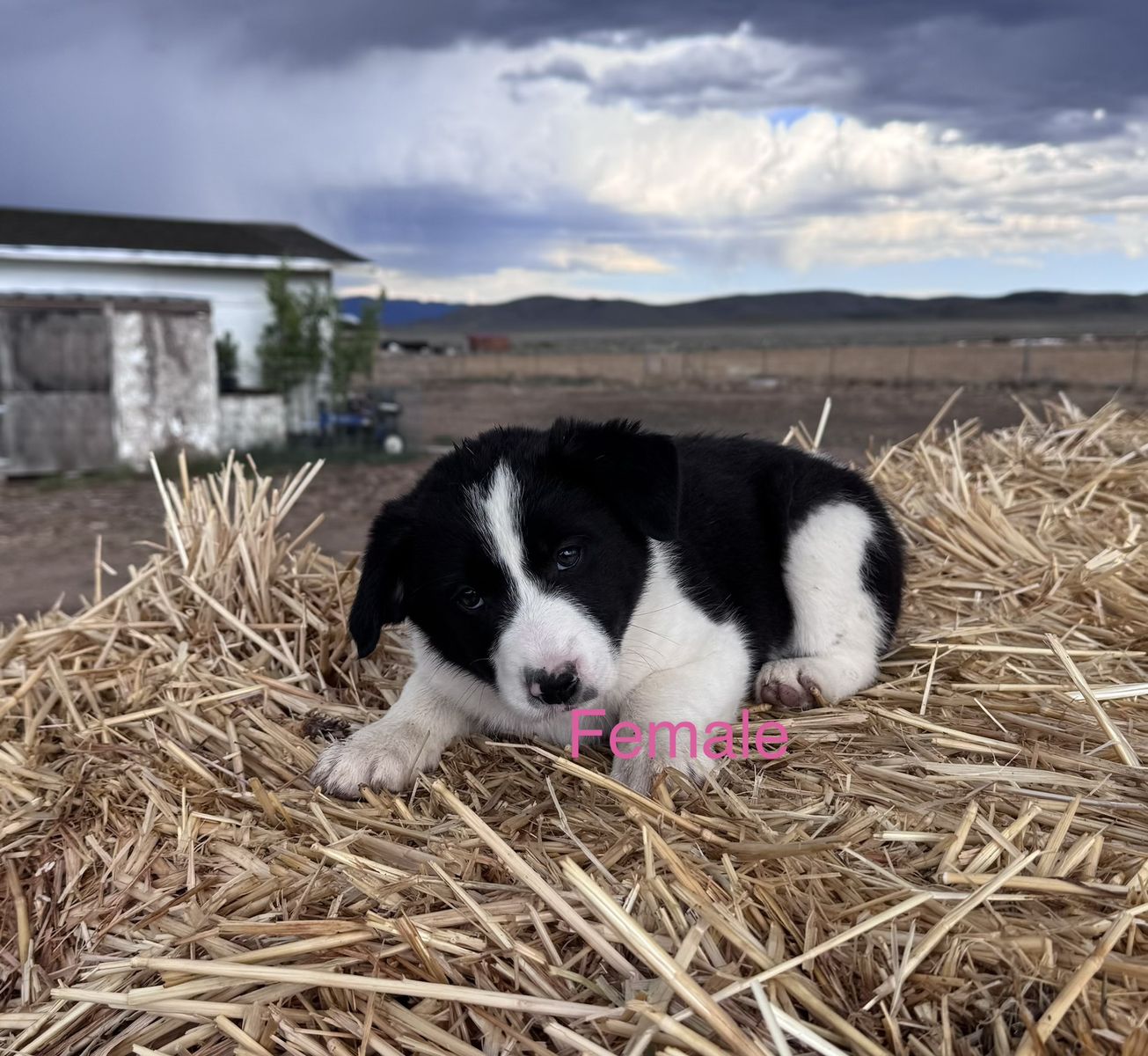 Purebred Border Collie Puppies
