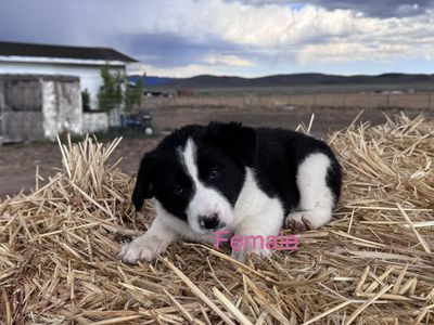 Purebred Border Collie Puppies