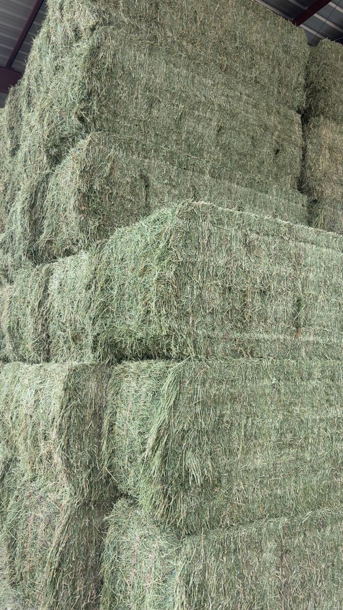 High-Quality Large Square Bales of Hay
