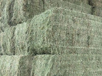 High-Quality Large Square Bales of Hay