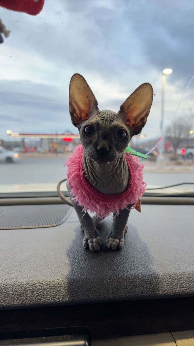 Small Sphynx Female Looking For Home