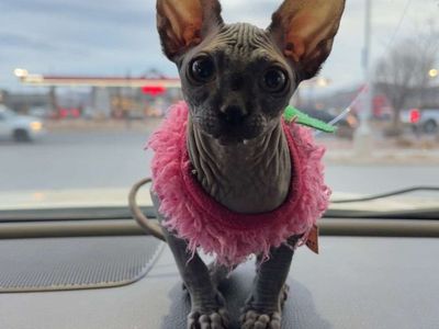 Small Sphynx Female Looking For Home