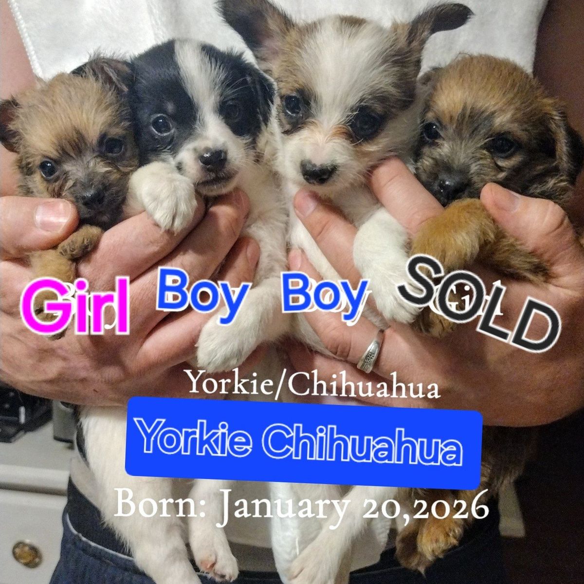 Yorkie Chihuahua male puppies ONLY 2 LEFT CUTE BOY