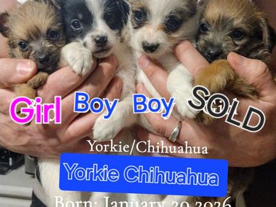 Yorkie Chihuahua male puppies ONLY 2 LEFT CUTE BOY