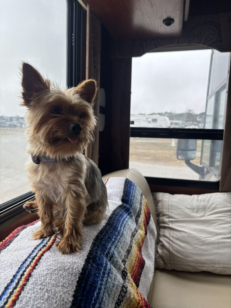 AKC Yorkshire Terrier Stud