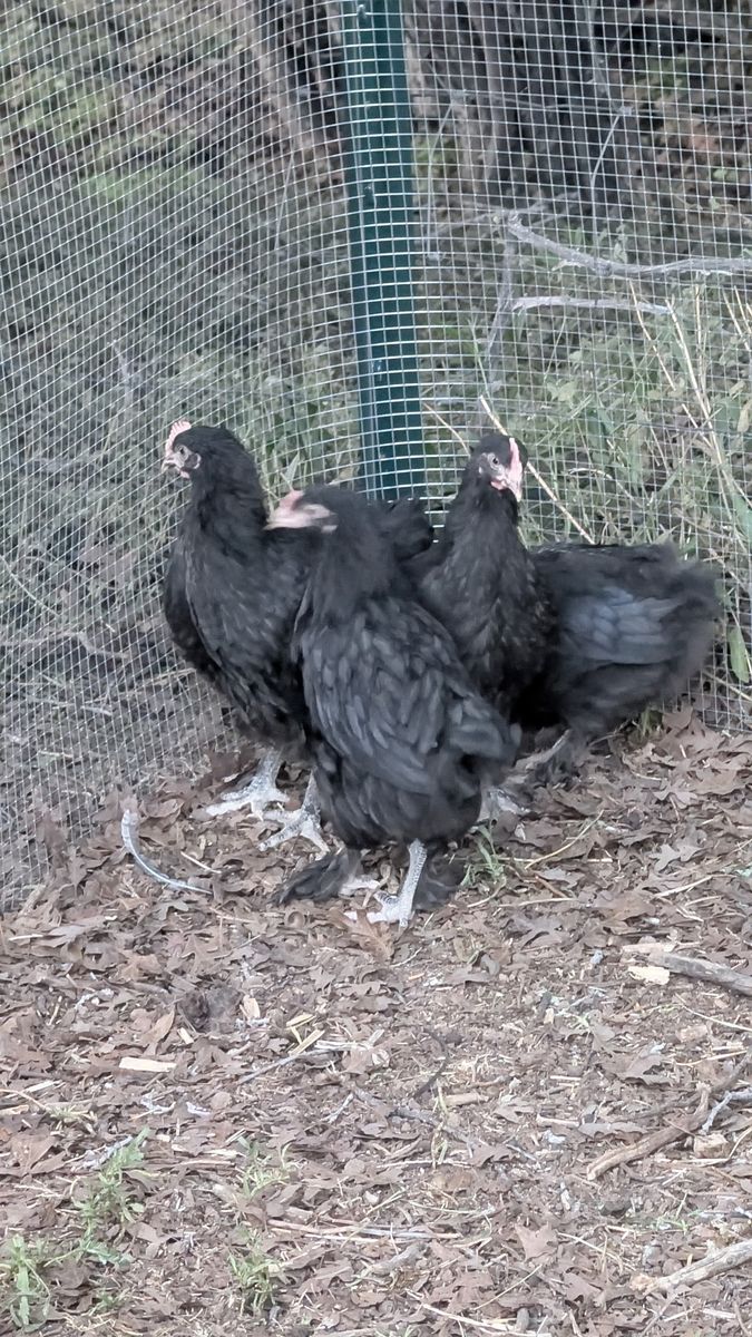 Olive Egger Pullets