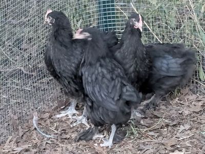 Olive Egger Pullets
