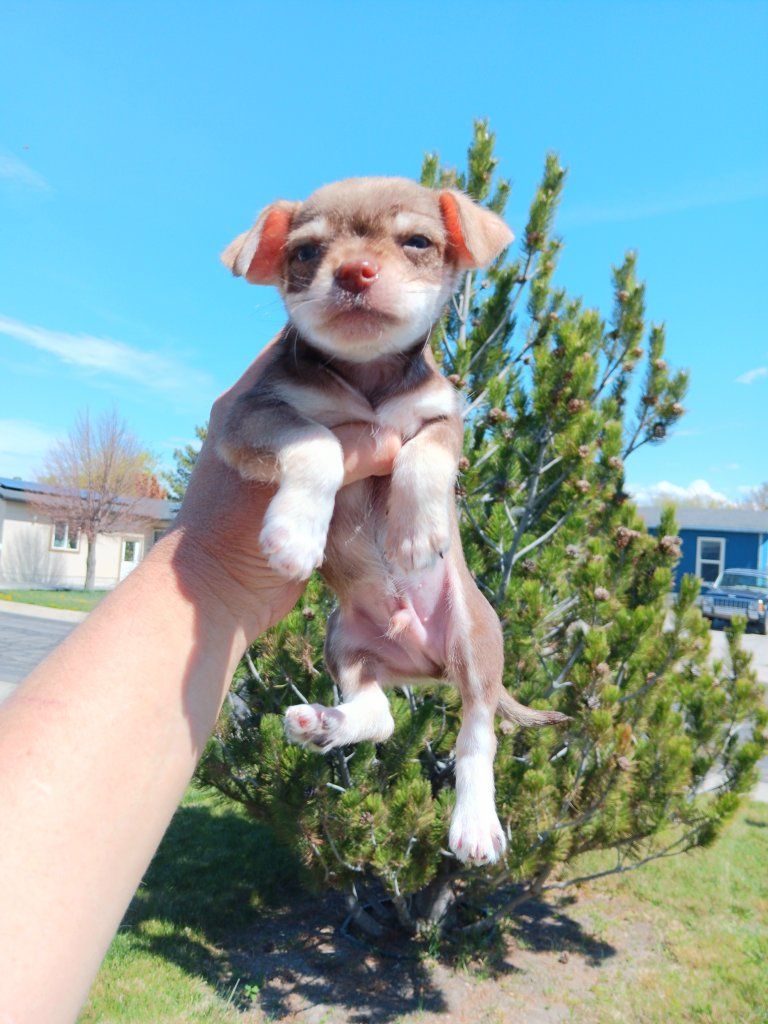 *LAST 4* Tiny Chihuahua/ Yorkie Mix Male Puppies
