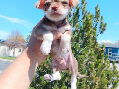 *LAST 4* Tiny Chihuahua/ Yorkie Mix Male Puppies