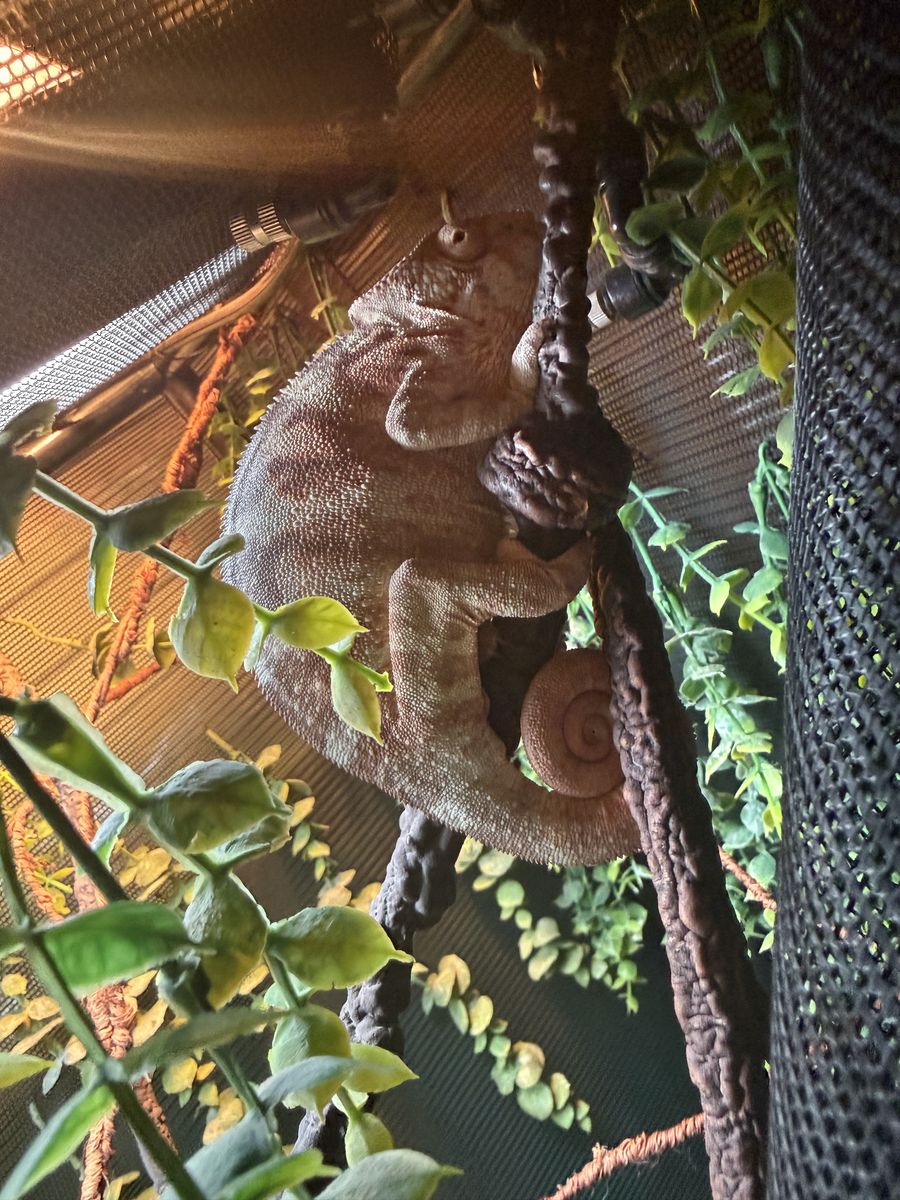 Female Chameleon With Full Setup