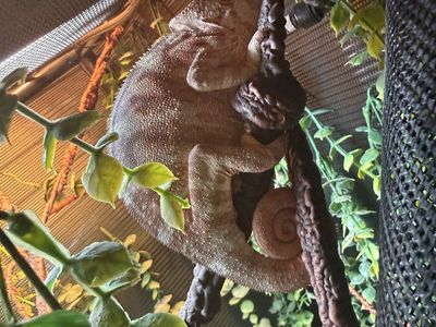 Female Chameleon With Full Setup