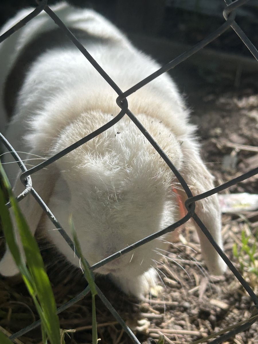 Holland lop doe pedigree