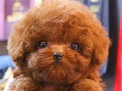 AKC Teacup Red Poodle Stud Service – 4.2 lbs – OFA and DNA Health Tested – Teddy Bear Puppies