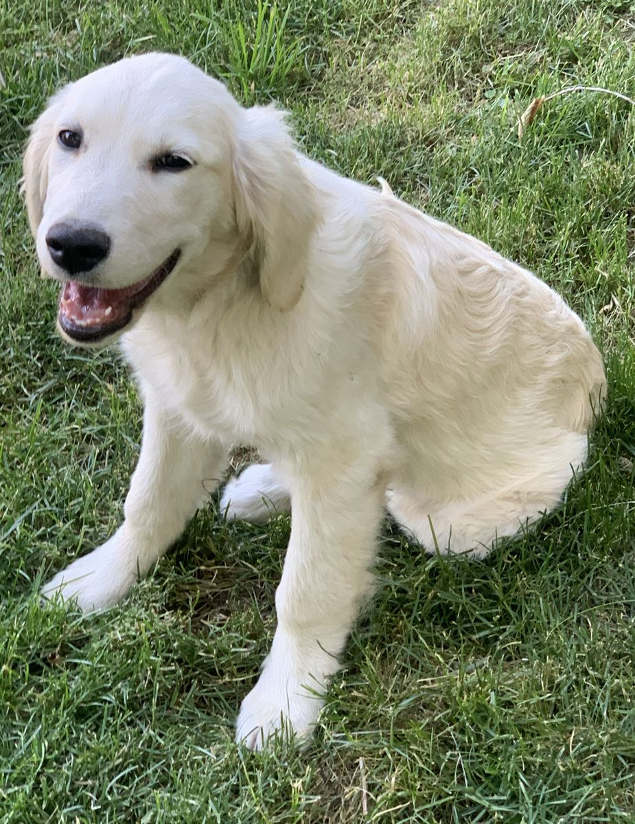 Purebred AKC Registered Golden Retriever puppy female