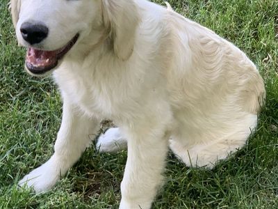 Purebred AKC Registered Golden Retriever puppy female