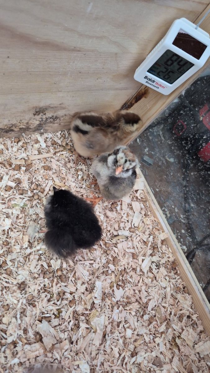let me hatch your eggs for you!
