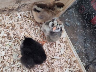 let me hatch your eggs for you!