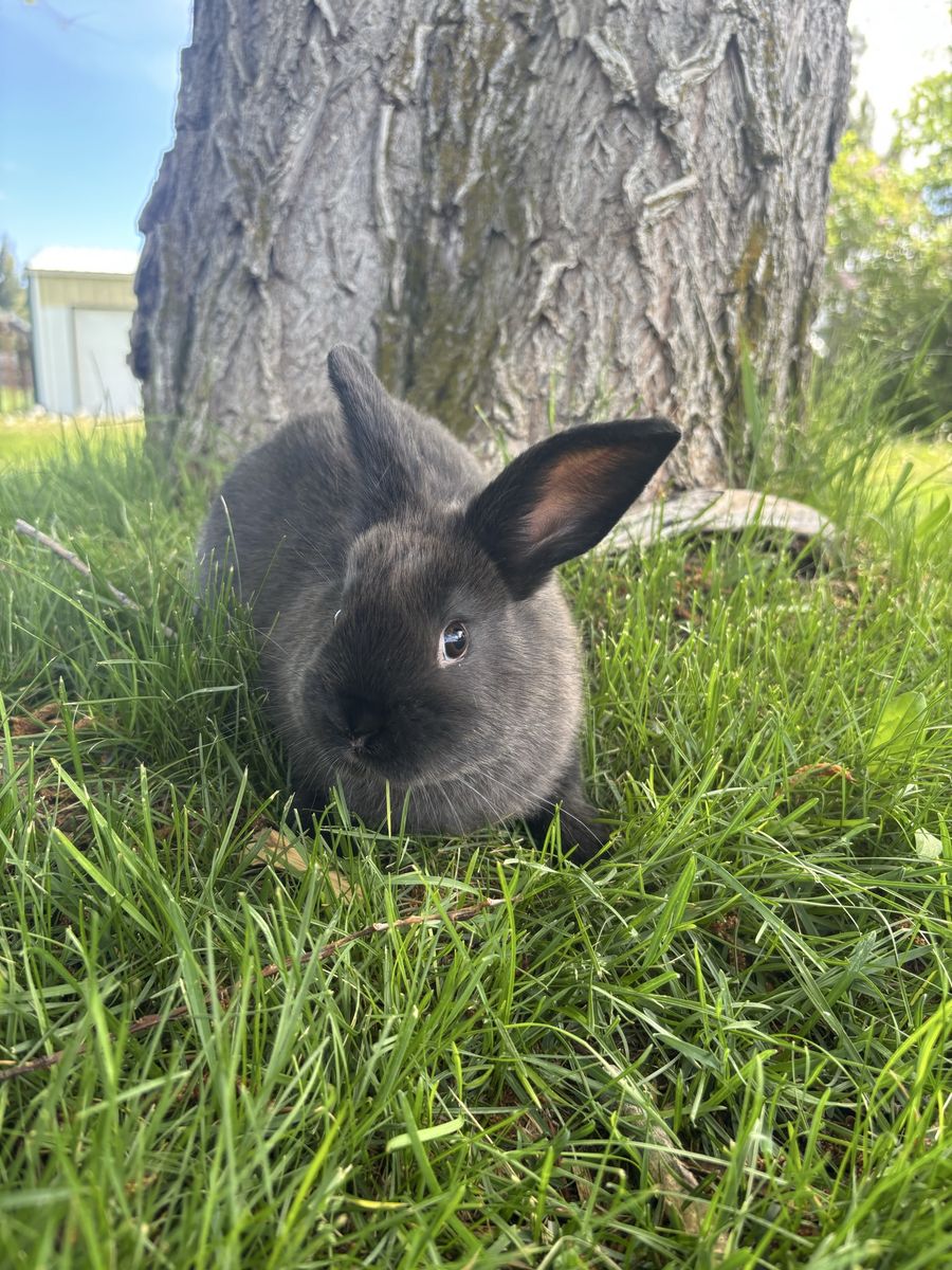 3/4 Holland Lop-1/4 Mini Rex