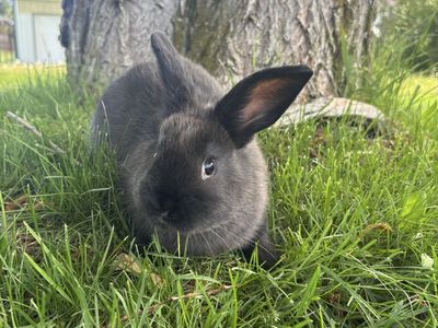 3/4 Holland Lop-1/4 Mini Rex
